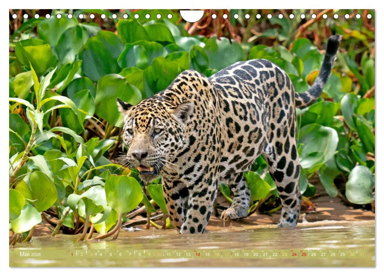 Bild: 9783457280171 | Der Amazonas: von den Anden zum Atlantik (Wandkalender 2026 DIN A4...