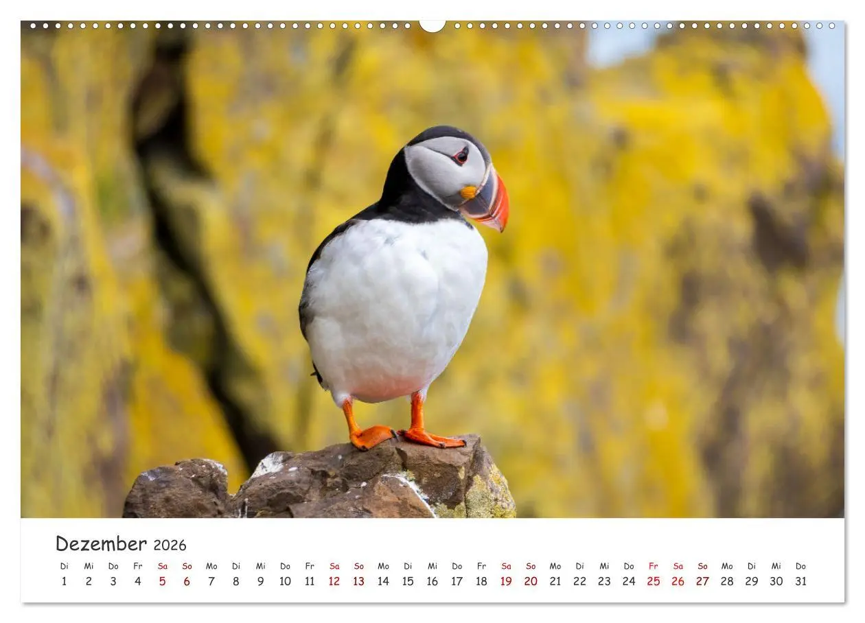 Bild: 9783457420171 | Die Welt der Papageientaucher - Islands Wildvögel (hochwertiger...