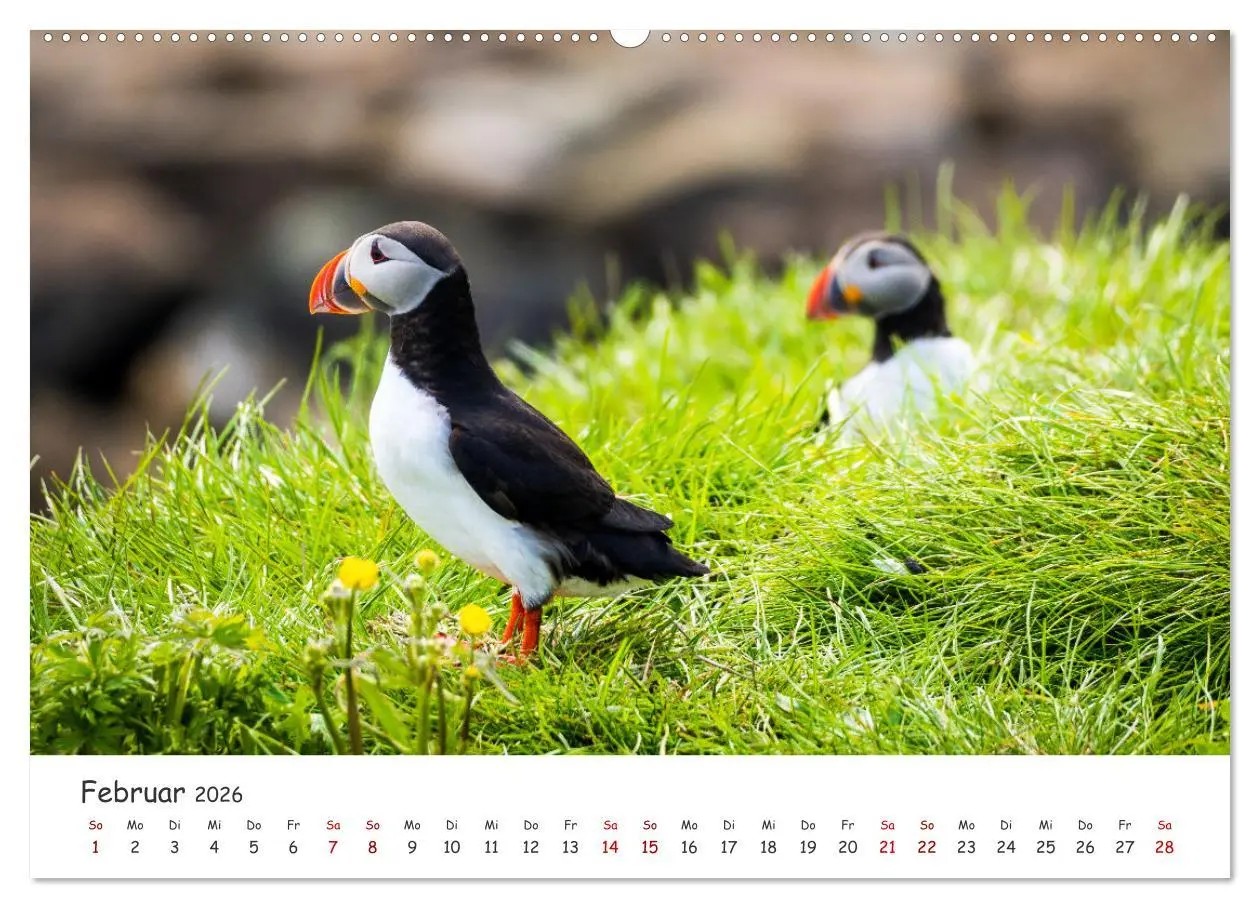 Bild: 9783457420171 | Die Welt der Papageientaucher - Islands Wildvögel (hochwertiger...