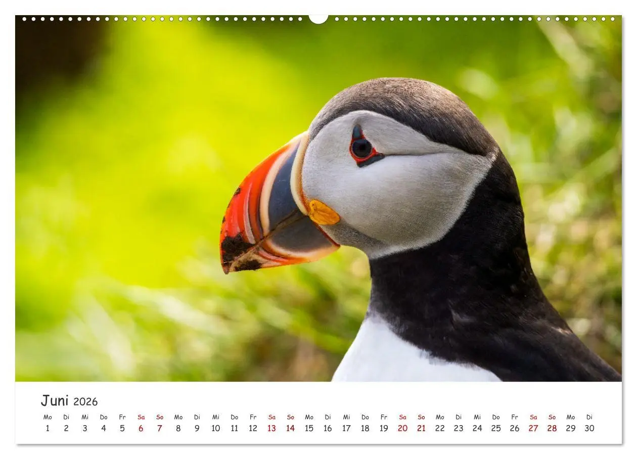 Bild: 9783457420171 | Die Welt der Papageientaucher - Islands Wildvögel (hochwertiger...