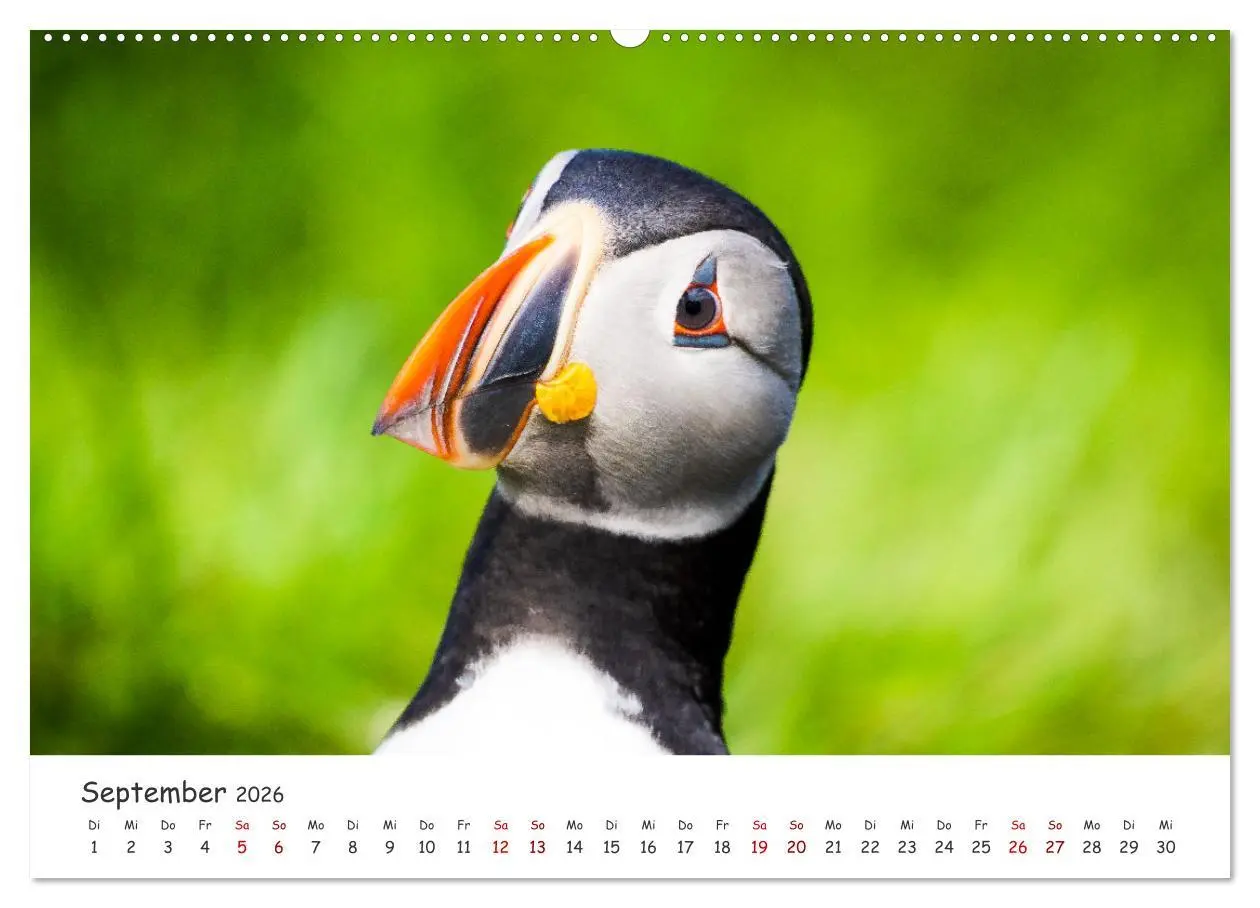 Bild: 9783457420171 | Die Welt der Papageientaucher - Islands Wildvögel (hochwertiger...