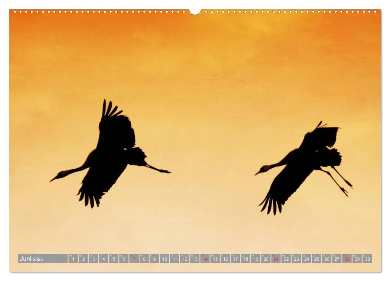 Bild: 9783457710371 | KranichRomantik (hochwertiger Premium Wandkalender 2026 DIN A2...