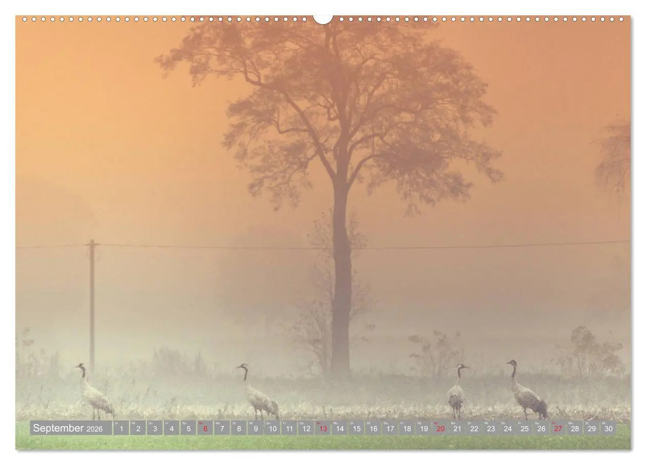 Bild: 9783457710371 | KranichRomantik (hochwertiger Premium Wandkalender 2026 DIN A2...