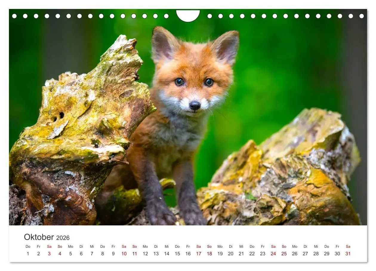Bild: 9783457560471 | Junge Füchse - Verspielte Neugierde. (Wandkalender 2026 DIN A4...
