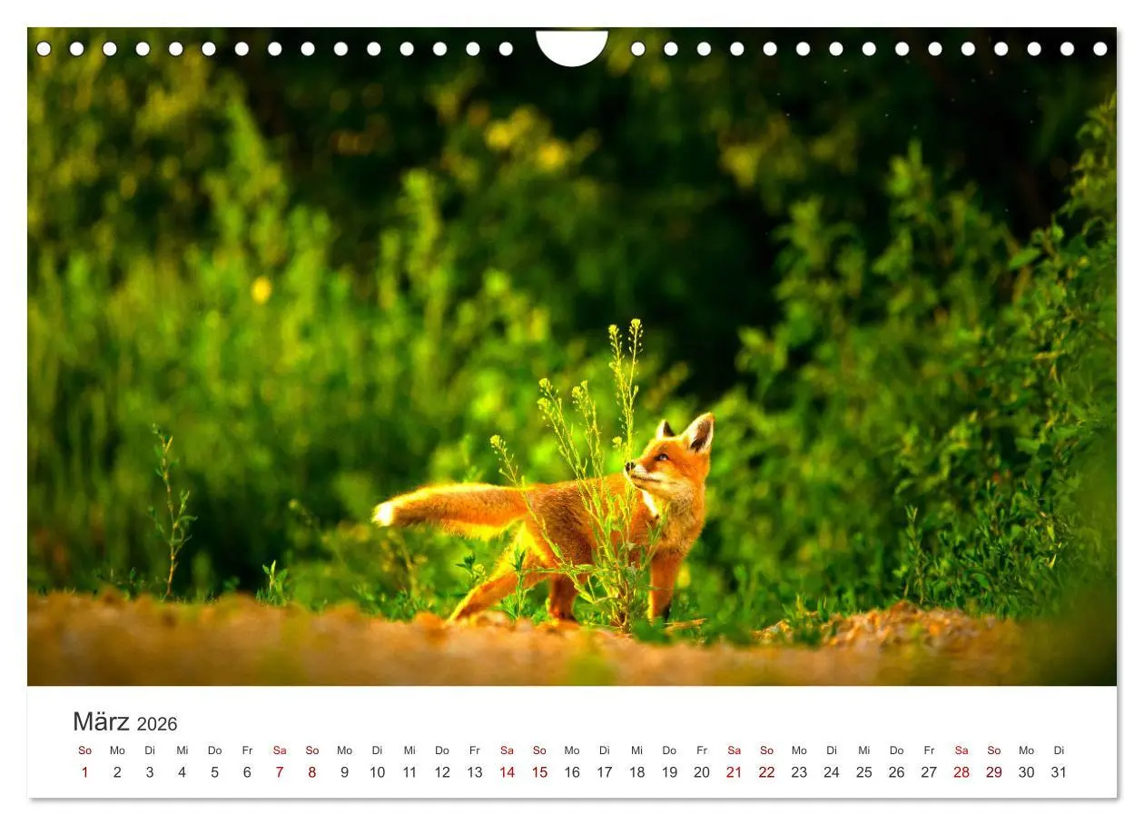 Bild: 9783457560471 | Junge Füchse - Verspielte Neugierde. (Wandkalender 2026 DIN A4...