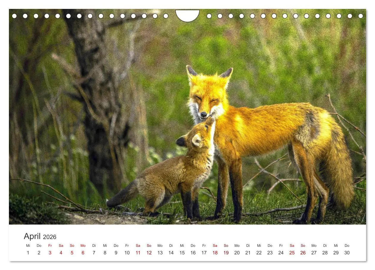 Bild: 9783457560471 | Junge Füchse - Verspielte Neugierde. (Wandkalender 2026 DIN A4...