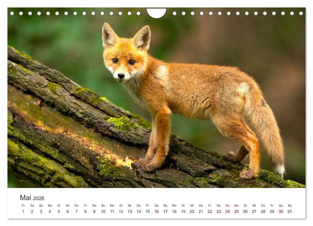 Bild: 9783457560471 | Junge Füchse - Verspielte Neugierde. (Wandkalender 2026 DIN A4...