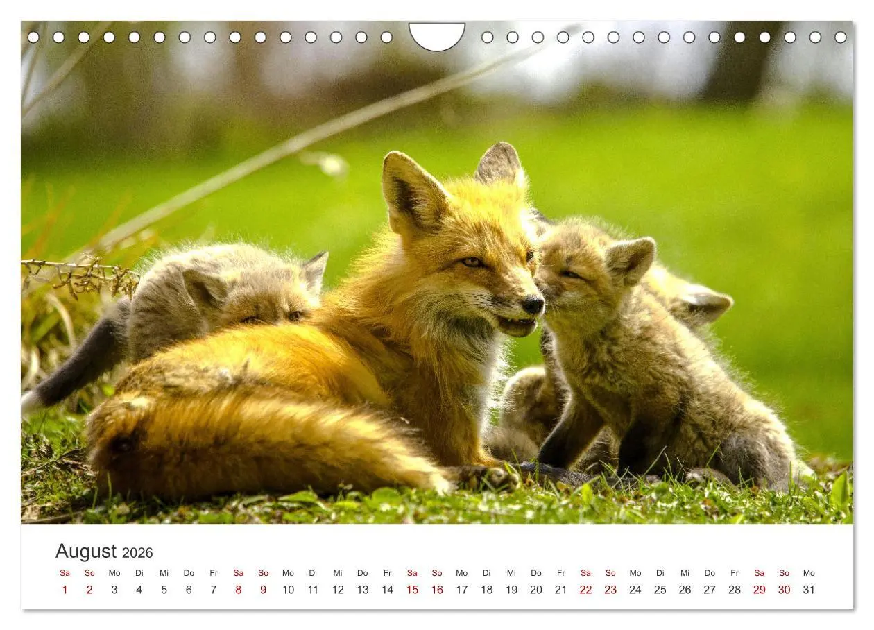 Bild: 9783457560471 | Junge Füchse - Verspielte Neugierde. (Wandkalender 2026 DIN A4...