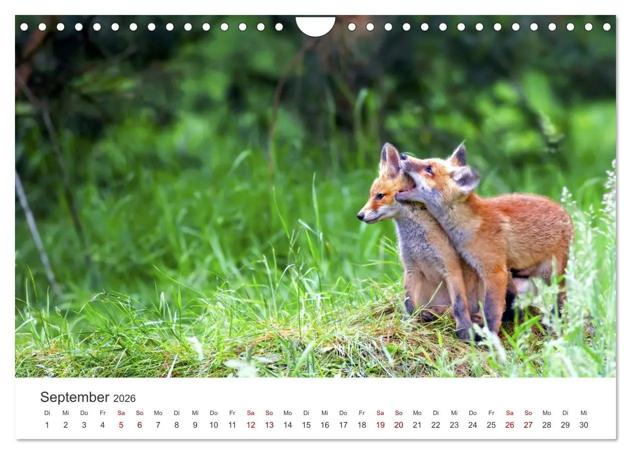 Bild: 9783457560471 | Junge Füchse - Verspielte Neugierde. (Wandkalender 2026 DIN A4...