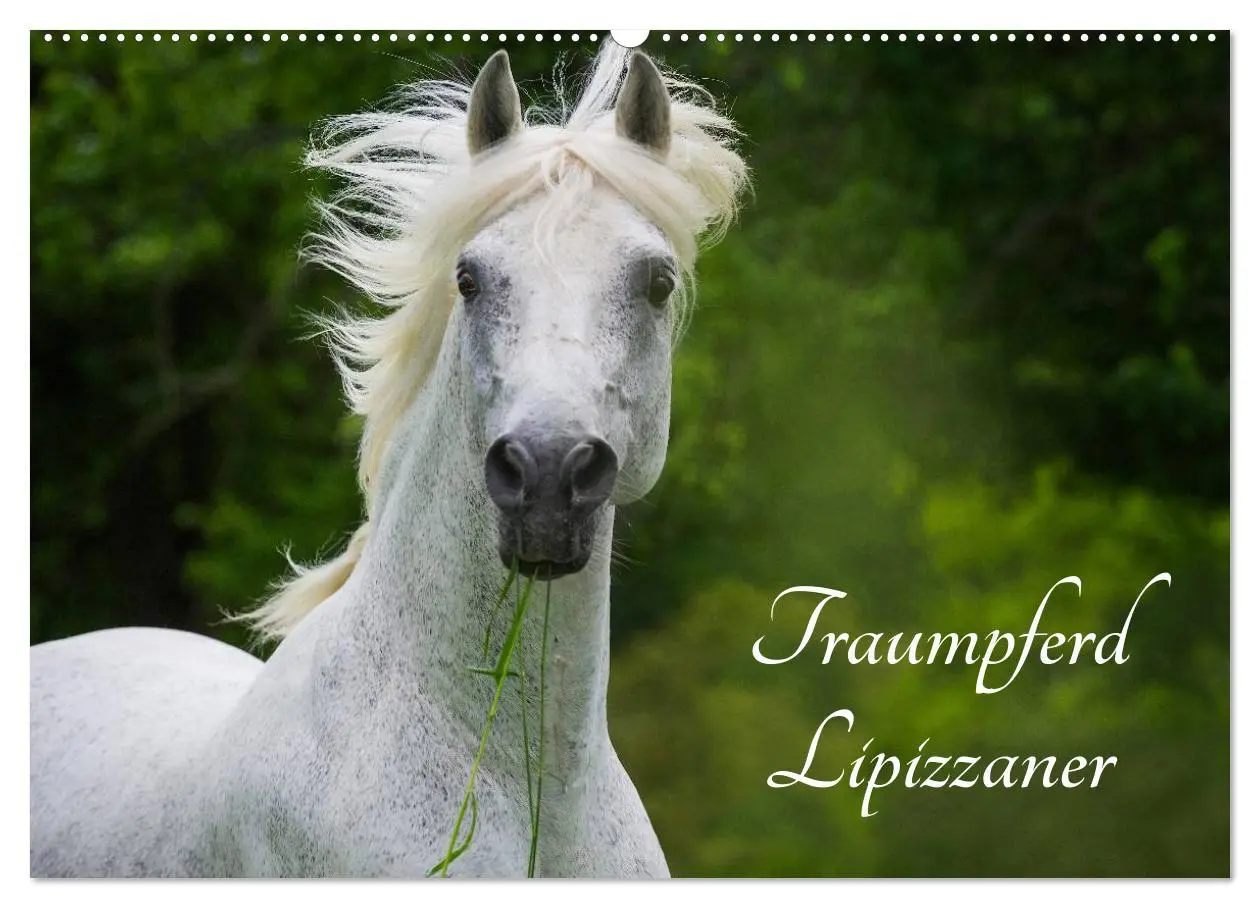 Cover: 9783516030471 | Traumpferd Lipizzaner (Wandkalender 2026 DIN A2 quer), CALVENDO...