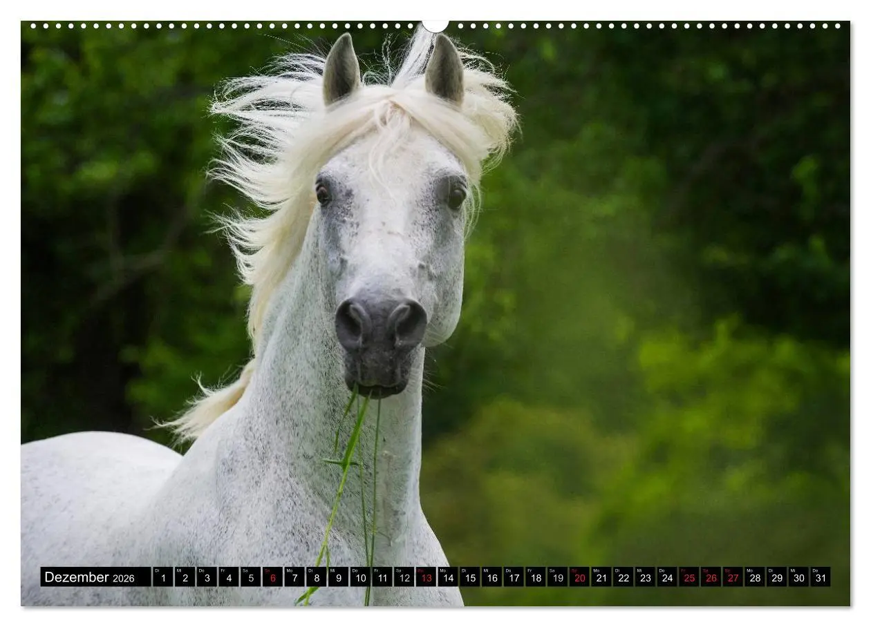 Bild: 9783516030471 | Traumpferd Lipizzaner (Wandkalender 2026 DIN A2 quer), CALVENDO...