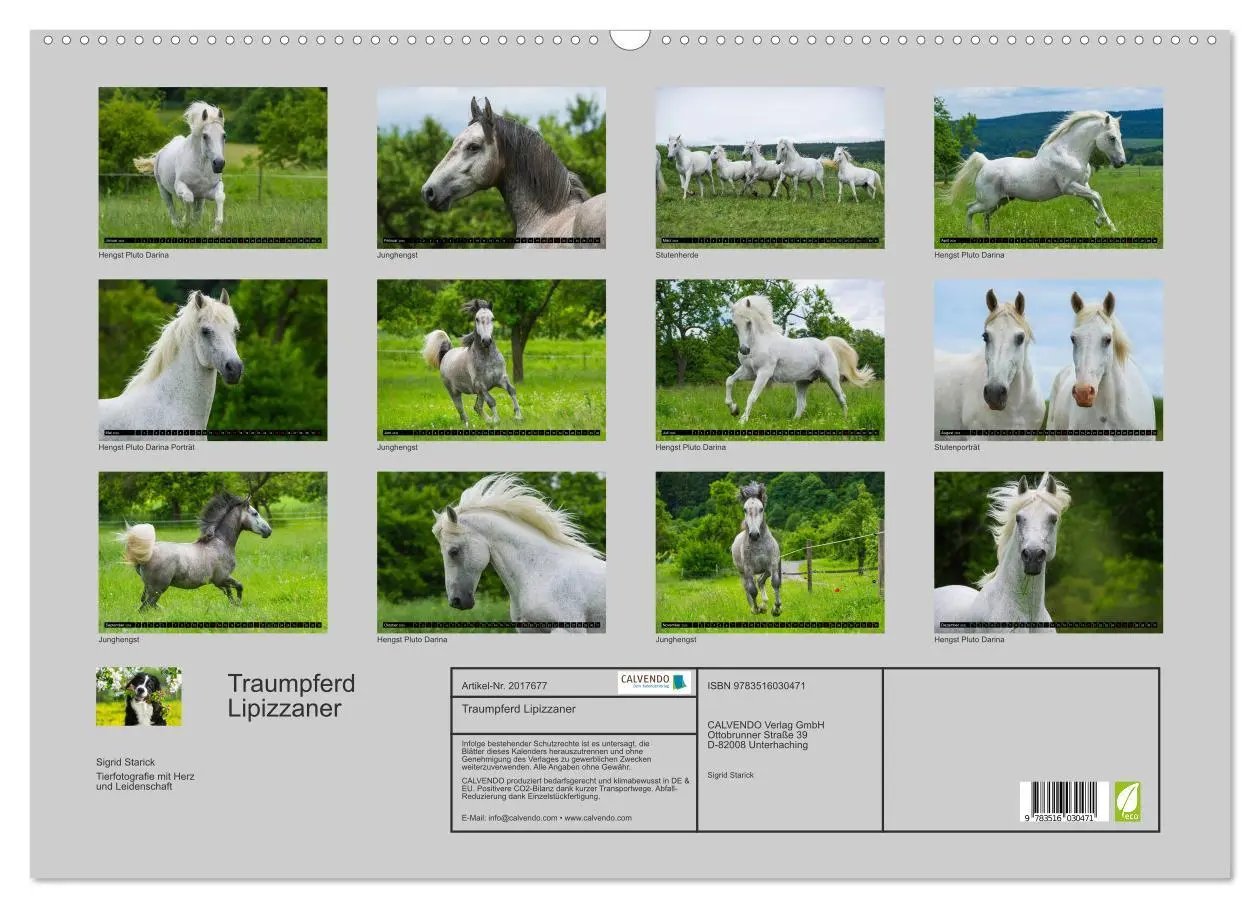 Bild: 9783516030471 | Traumpferd Lipizzaner (Wandkalender 2026 DIN A2 quer), CALVENDO...