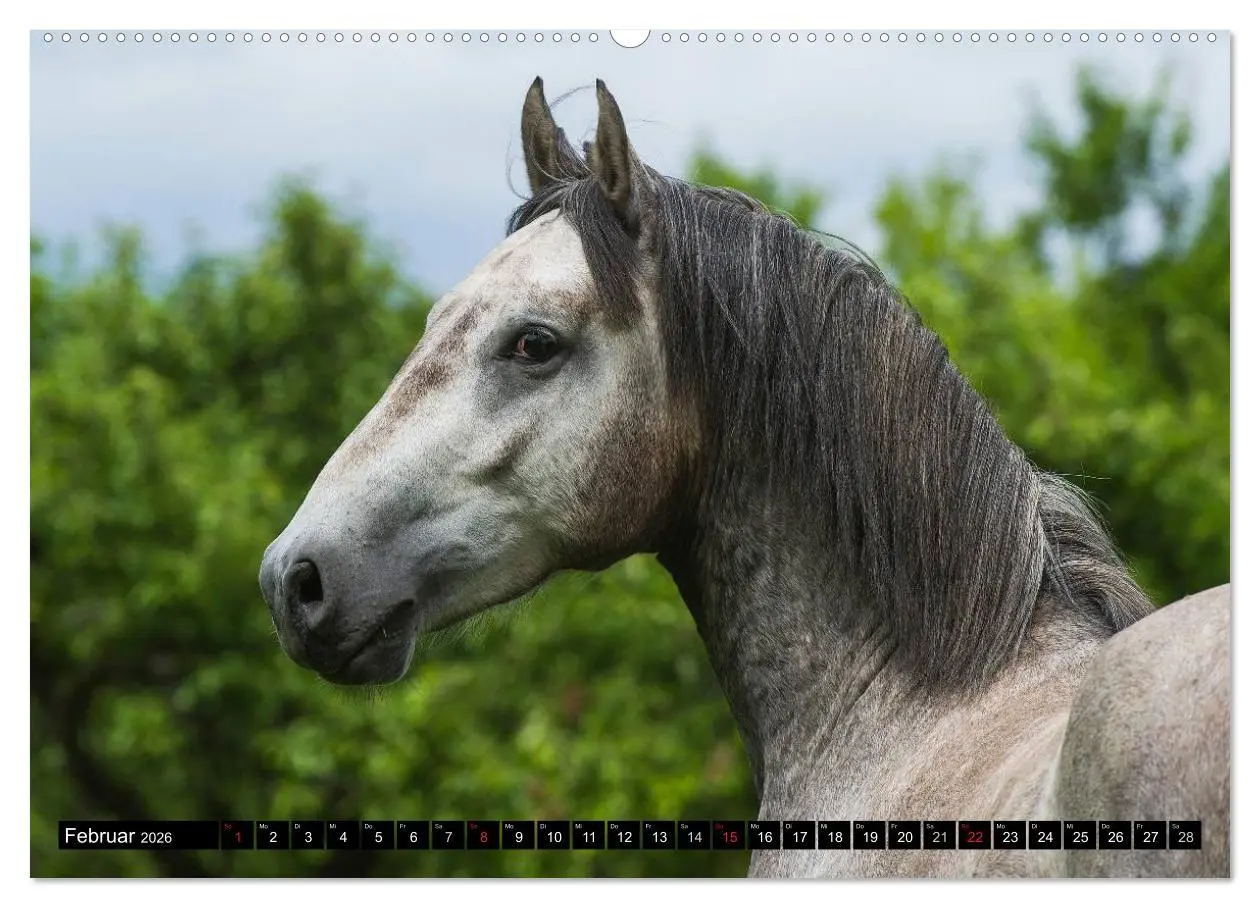 Bild: 9783516030471 | Traumpferd Lipizzaner (Wandkalender 2026 DIN A2 quer), CALVENDO...