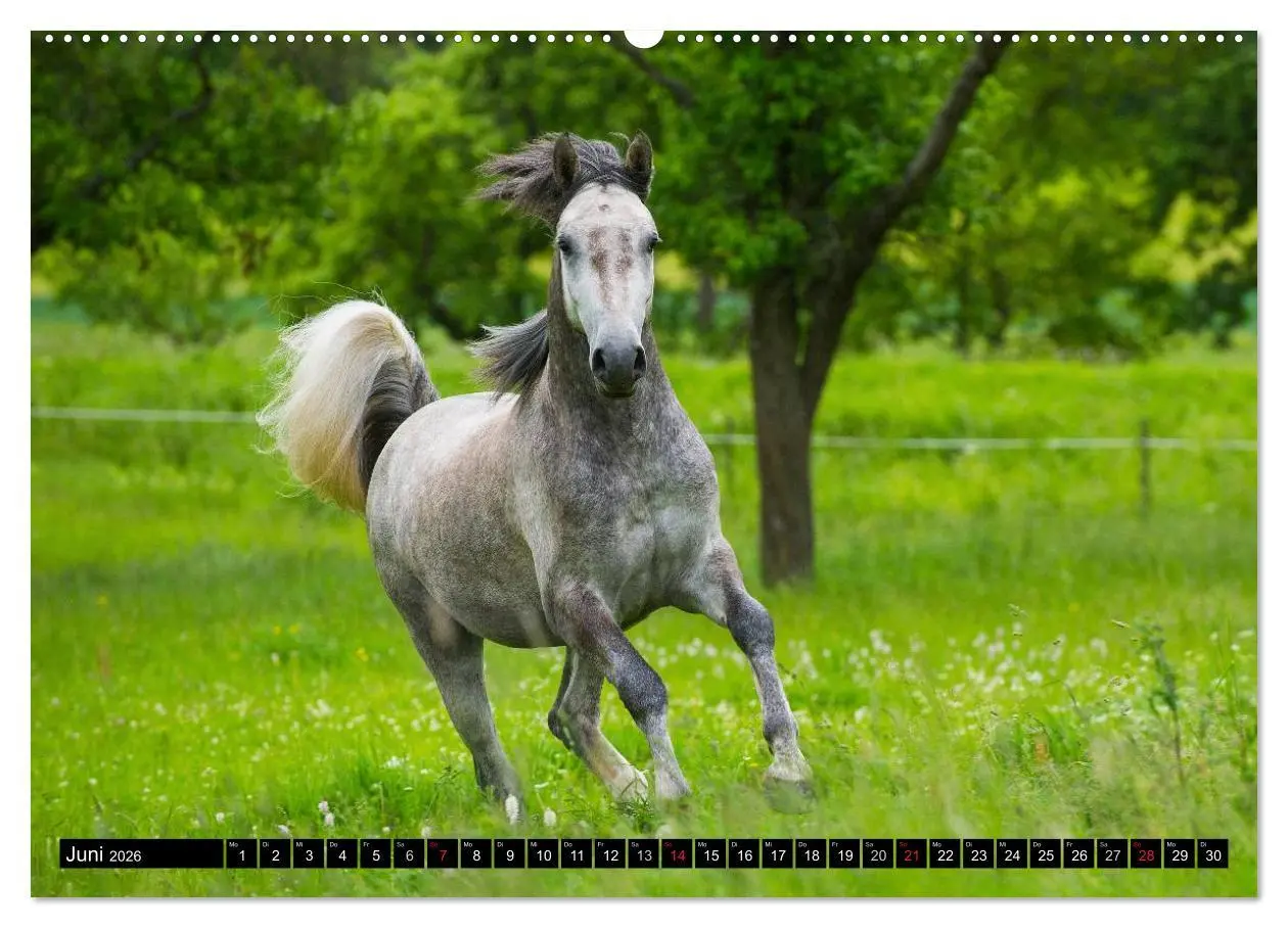 Bild: 9783516030471 | Traumpferd Lipizzaner (Wandkalender 2026 DIN A2 quer), CALVENDO...