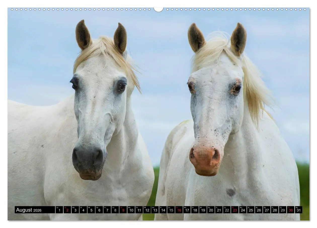 Bild: 9783516030471 | Traumpferd Lipizzaner (Wandkalender 2026 DIN A2 quer), CALVENDO...