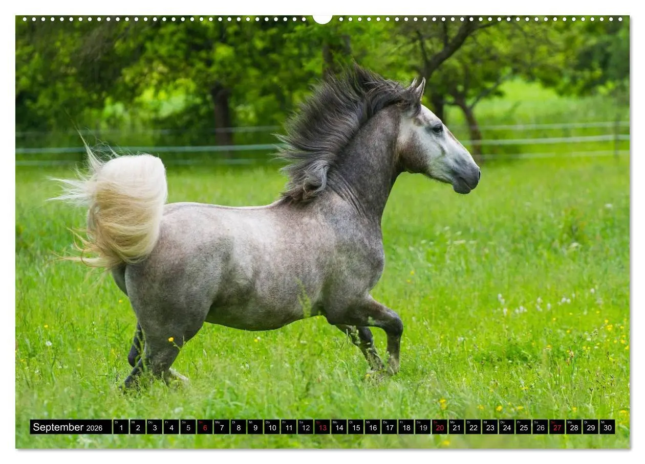 Bild: 9783516030471 | Traumpferd Lipizzaner (Wandkalender 2026 DIN A2 quer), CALVENDO...