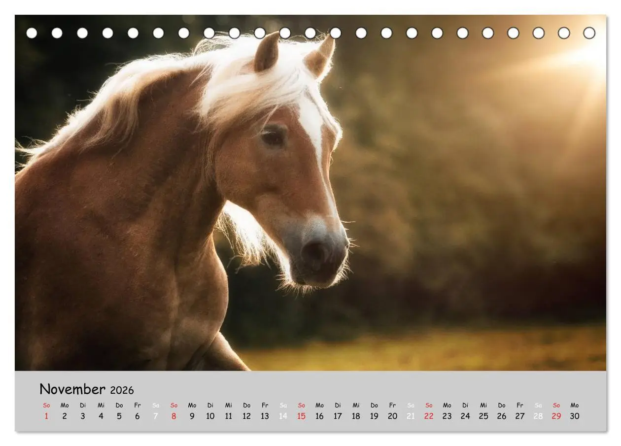 Bild: 9783516020571 | Pferde - Anmut und Stärke gepaart mit Magie (Tischkalender 2026 DIN...