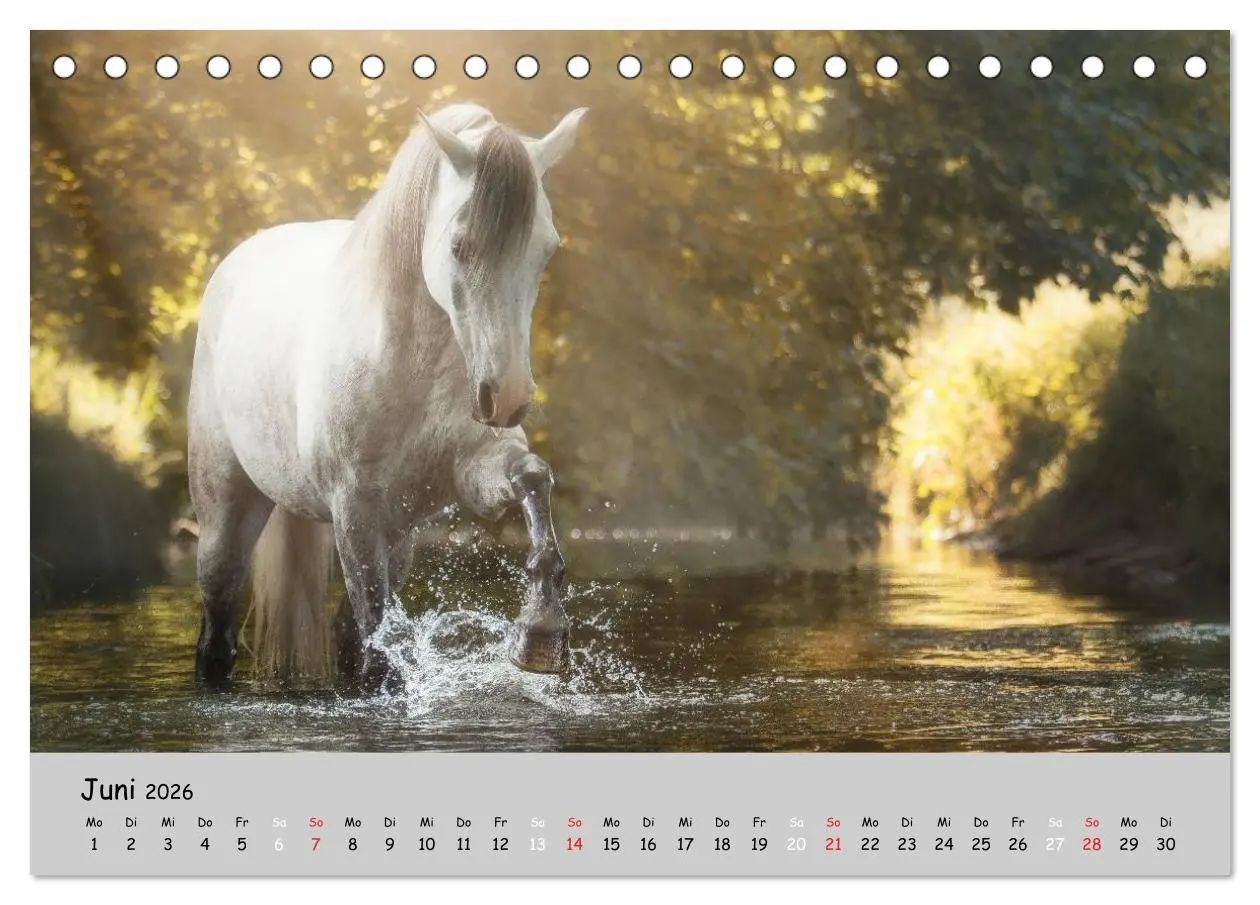 Bild: 9783516020571 | Pferde - Anmut und Stärke gepaart mit Magie (Tischkalender 2026 DIN...