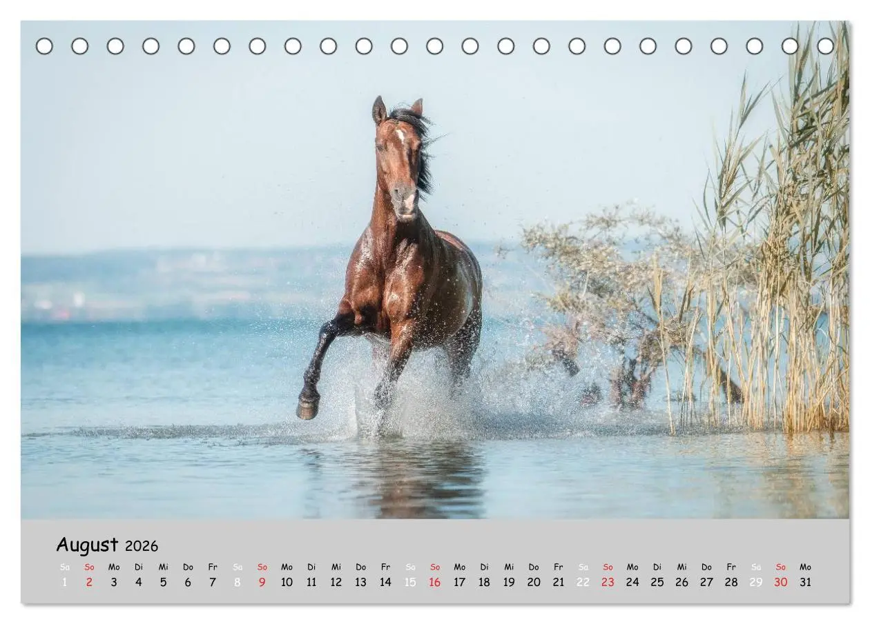 Bild: 9783516020571 | Pferde - Anmut und Stärke gepaart mit Magie (Tischkalender 2026 DIN...
