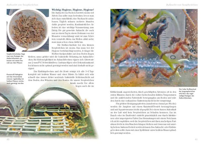 Bild: 9783866590571 | Seepferdchen im Meerwasseraquarium | Pflege und Nachzucht | Mai | Buch