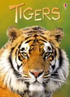 Cover: 9781409530671 | Tigers | James Maclaine | Buch | Beginners | Gebunden | Englisch