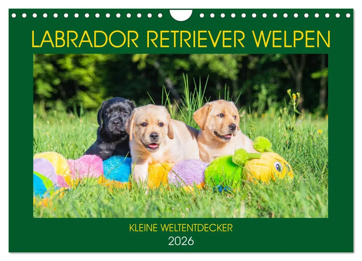 Cover: 9783457780671 | Labrador Retriever Welpen - Kleine Weltentdecker (Wandkalender 2026...