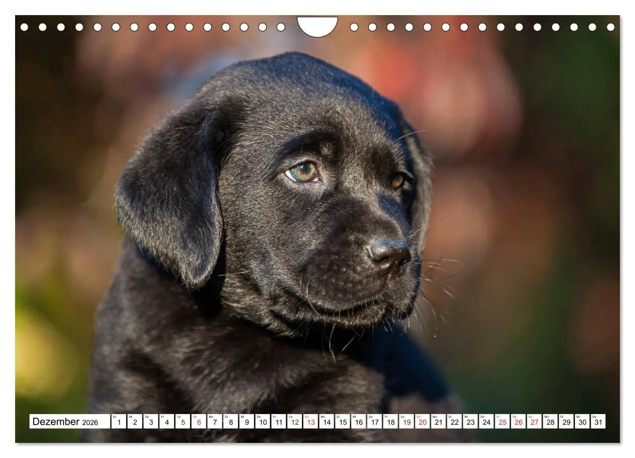 Bild: 9783457780671 | Labrador Retriever Welpen - Kleine Weltentdecker (Wandkalender 2026...