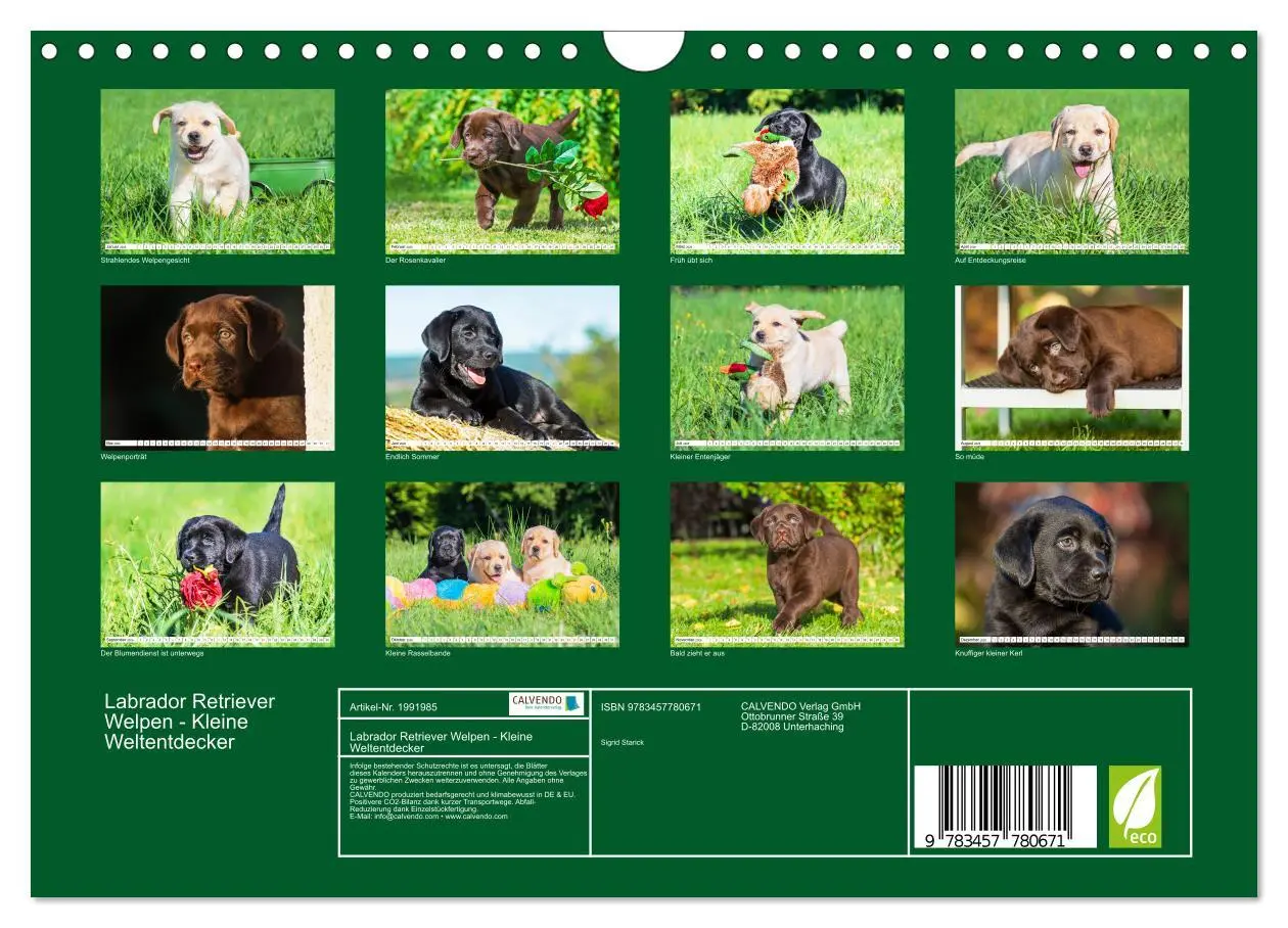 Bild: 9783457780671 | Labrador Retriever Welpen - Kleine Weltentdecker (Wandkalender 2026...
