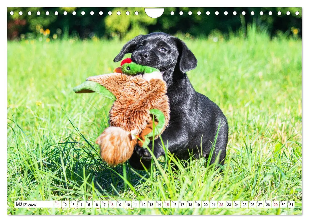 Bild: 9783457780671 | Labrador Retriever Welpen - Kleine Weltentdecker (Wandkalender 2026...