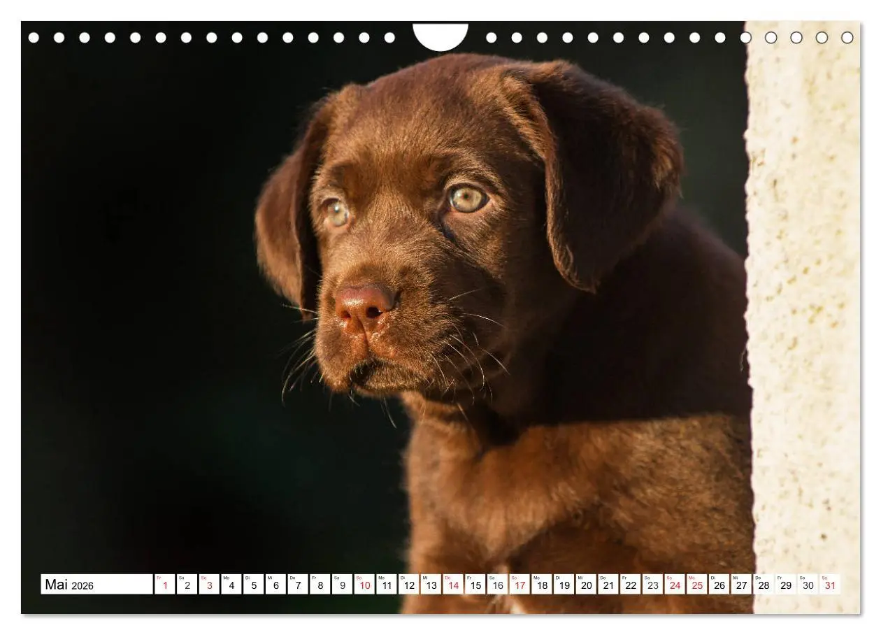 Bild: 9783457780671 | Labrador Retriever Welpen - Kleine Weltentdecker (Wandkalender 2026...