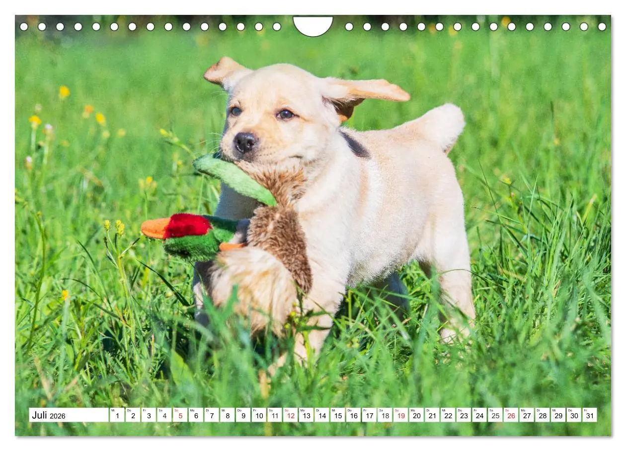 Bild: 9783457780671 | Labrador Retriever Welpen - Kleine Weltentdecker (Wandkalender 2026...