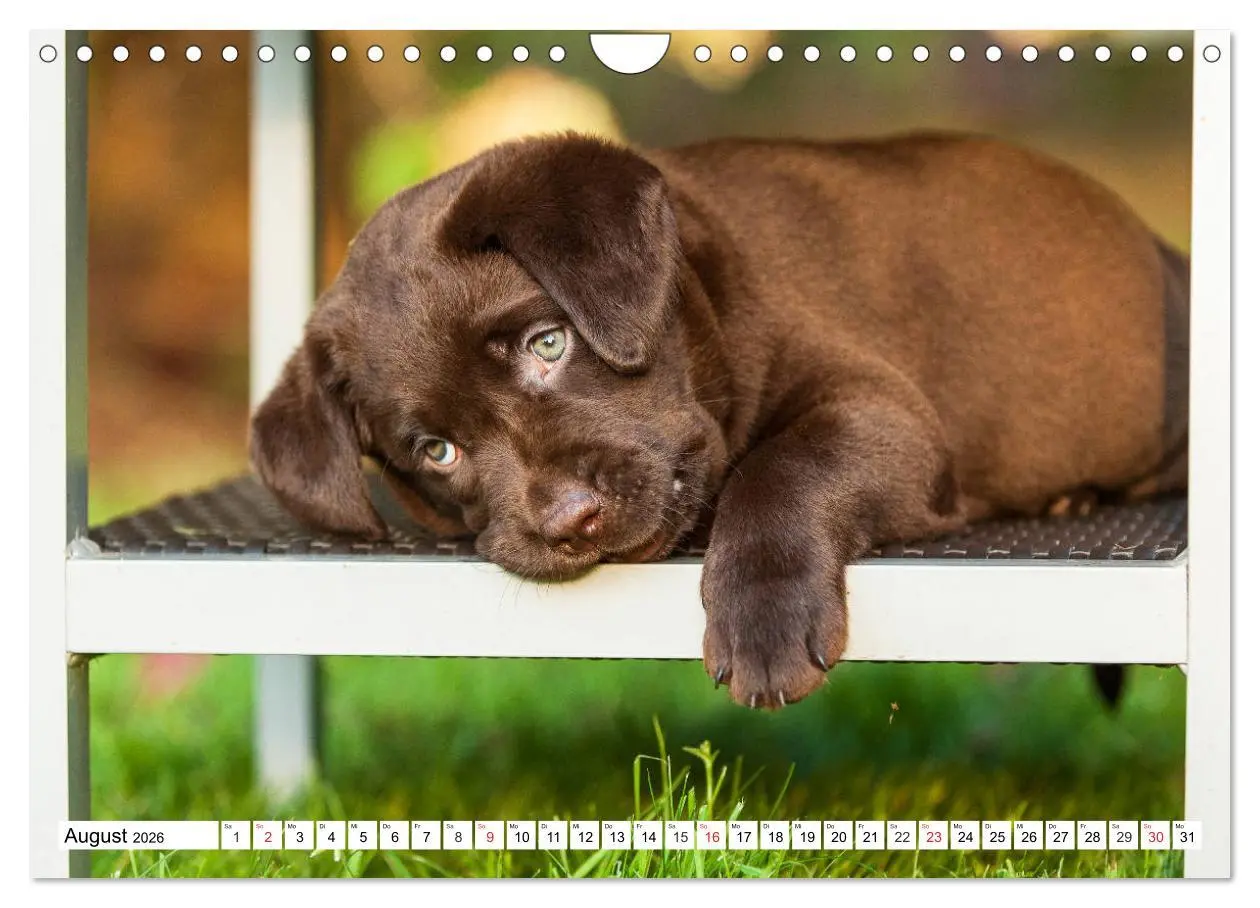 Bild: 9783457780671 | Labrador Retriever Welpen - Kleine Weltentdecker (Wandkalender 2026...