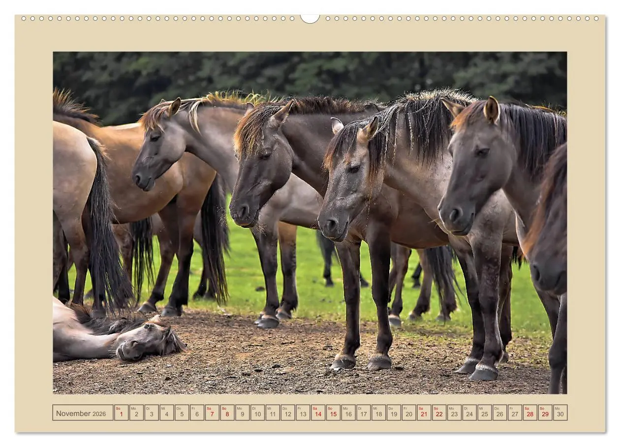 Bild: 9783457850671 | Dülmener Wildpferde im Münsterland (Wandkalender 2026 DIN A2 quer),...