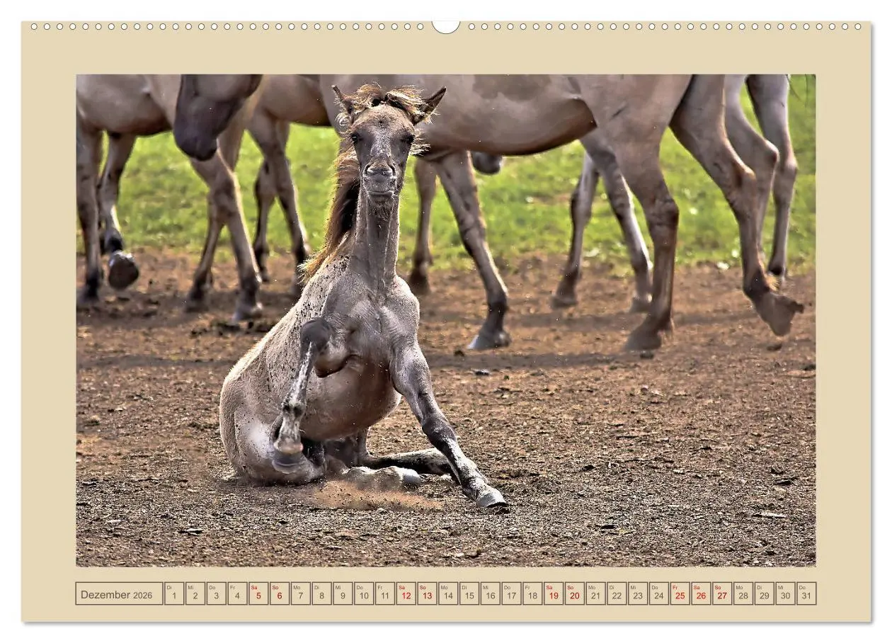 Bild: 9783457850671 | Dülmener Wildpferde im Münsterland (Wandkalender 2026 DIN A2 quer),...