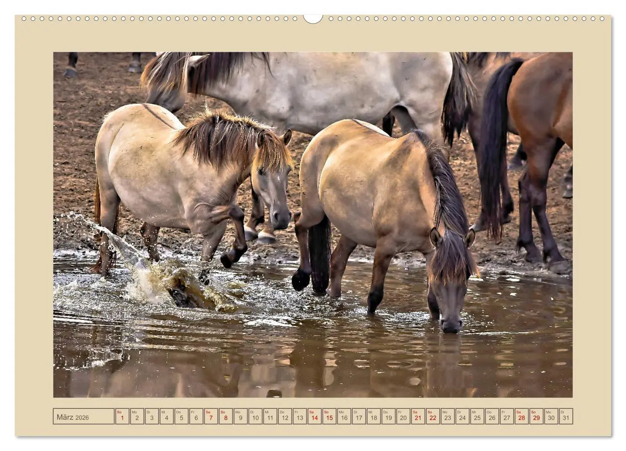 Bild: 9783457850671 | Dülmener Wildpferde im Münsterland (Wandkalender 2026 DIN A2 quer),...