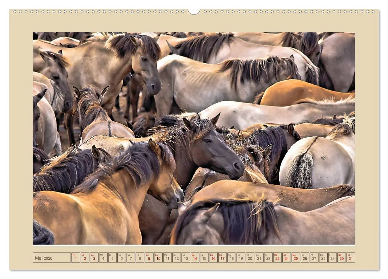Bild: 9783457850671 | Dülmener Wildpferde im Münsterland (Wandkalender 2026 DIN A2 quer),...