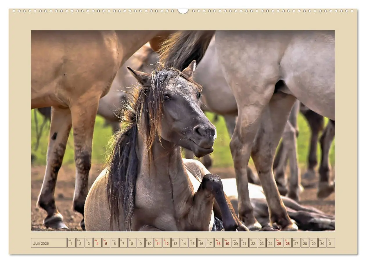Bild: 9783457850671 | Dülmener Wildpferde im Münsterland (Wandkalender 2026 DIN A2 quer),...