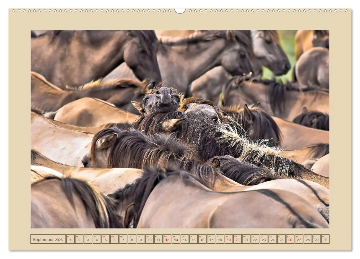 Bild: 9783457850671 | Dülmener Wildpferde im Münsterland (Wandkalender 2026 DIN A2 quer),...