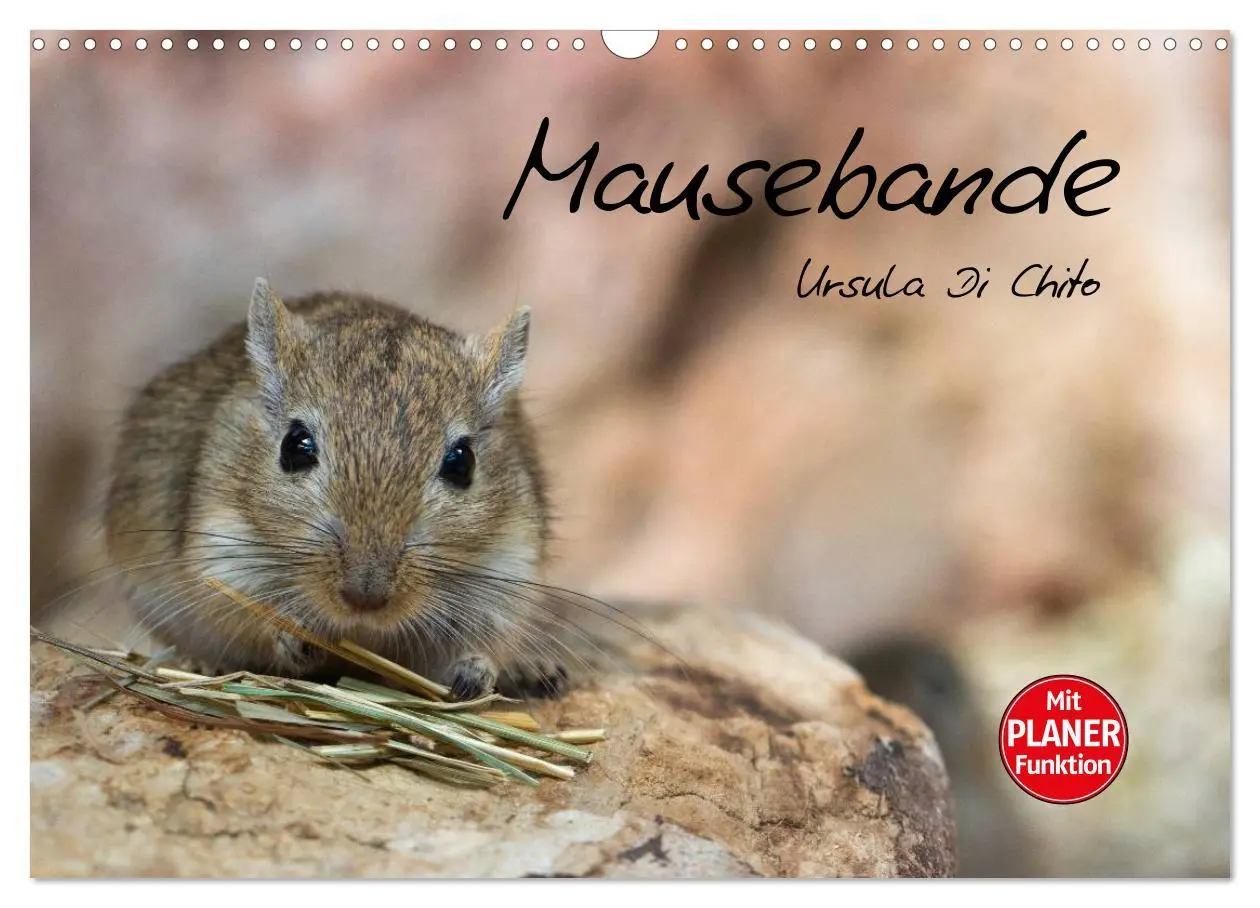 Cover: 9783516010671 | Mausebande (Wandkalender 2026 DIN A3 quer), CALVENDO Monatskalender