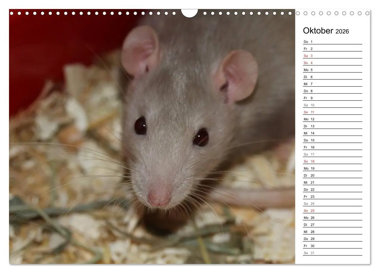 Bild: 9783516010671 | Mausebande (Wandkalender 2026 DIN A3 quer), CALVENDO Monatskalender
