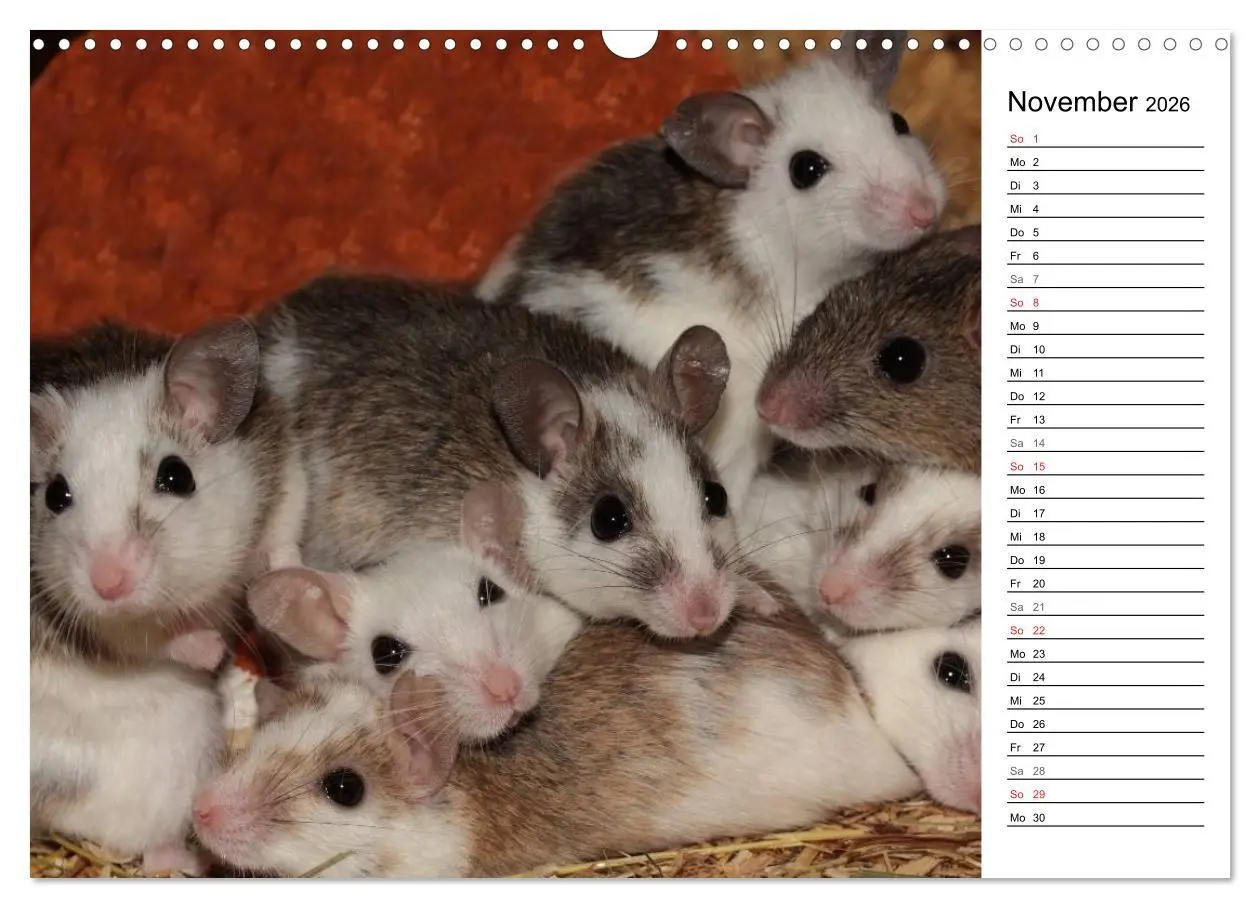 Bild: 9783516010671 | Mausebande (Wandkalender 2026 DIN A3 quer), CALVENDO Monatskalender