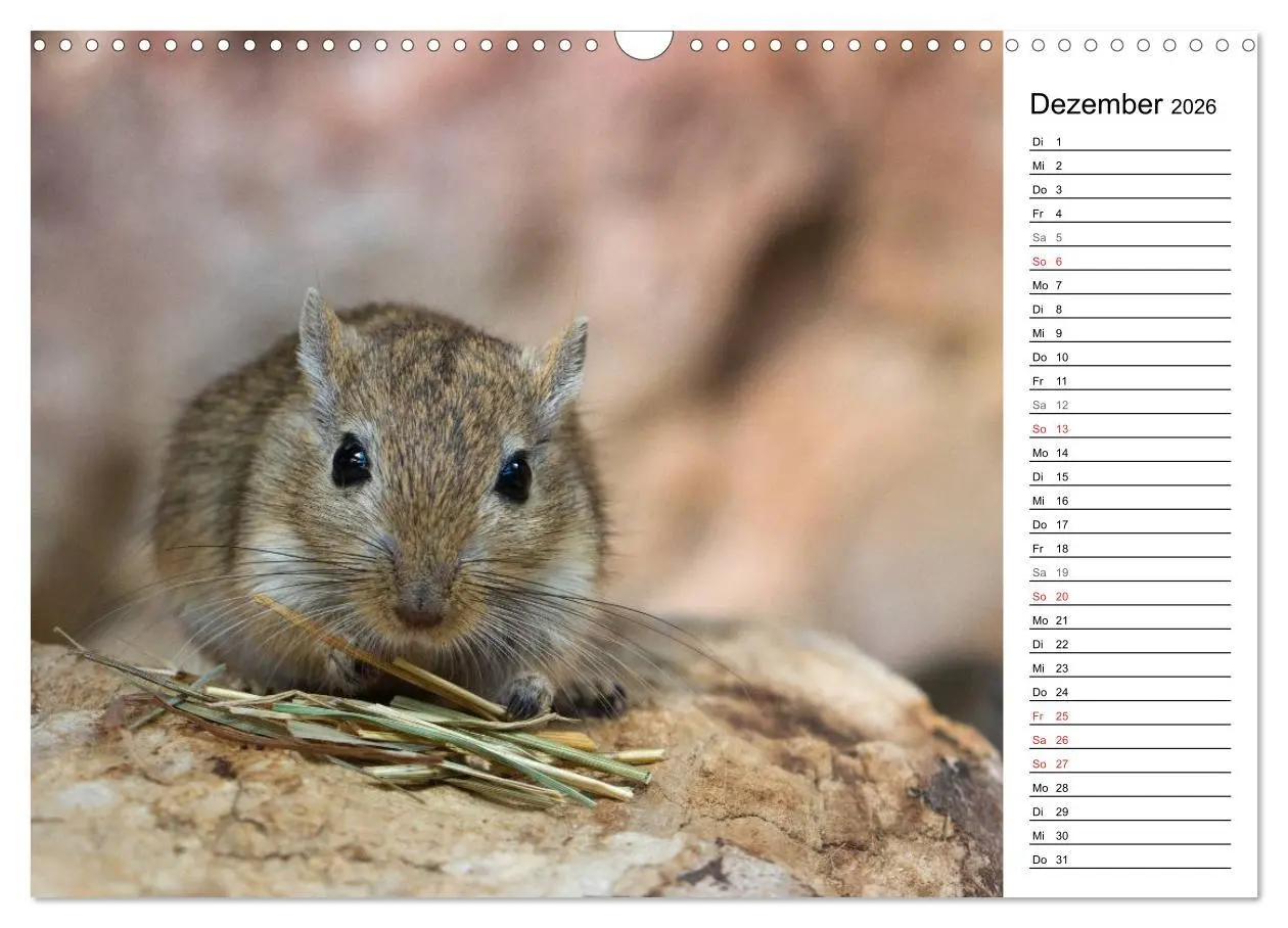 Bild: 9783516010671 | Mausebande (Wandkalender 2026 DIN A3 quer), CALVENDO Monatskalender