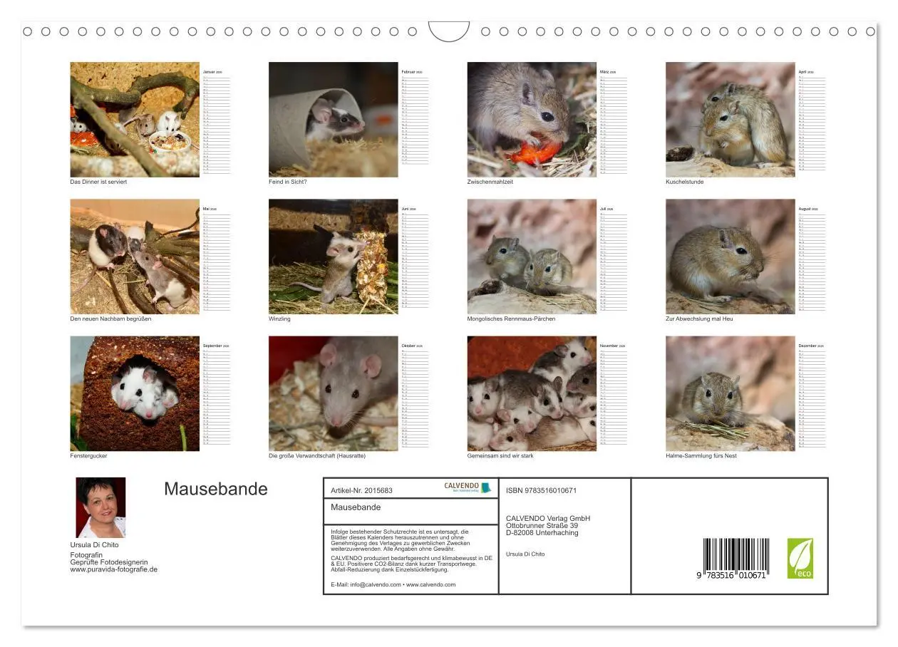 Bild: 9783516010671 | Mausebande (Wandkalender 2026 DIN A3 quer), CALVENDO Monatskalender