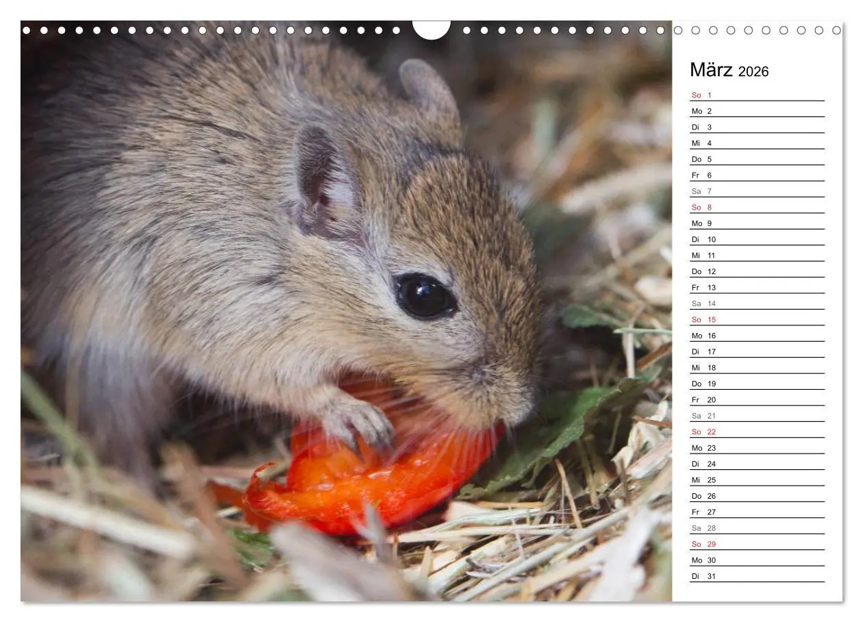 Bild: 9783516010671 | Mausebande (Wandkalender 2026 DIN A3 quer), CALVENDO Monatskalender