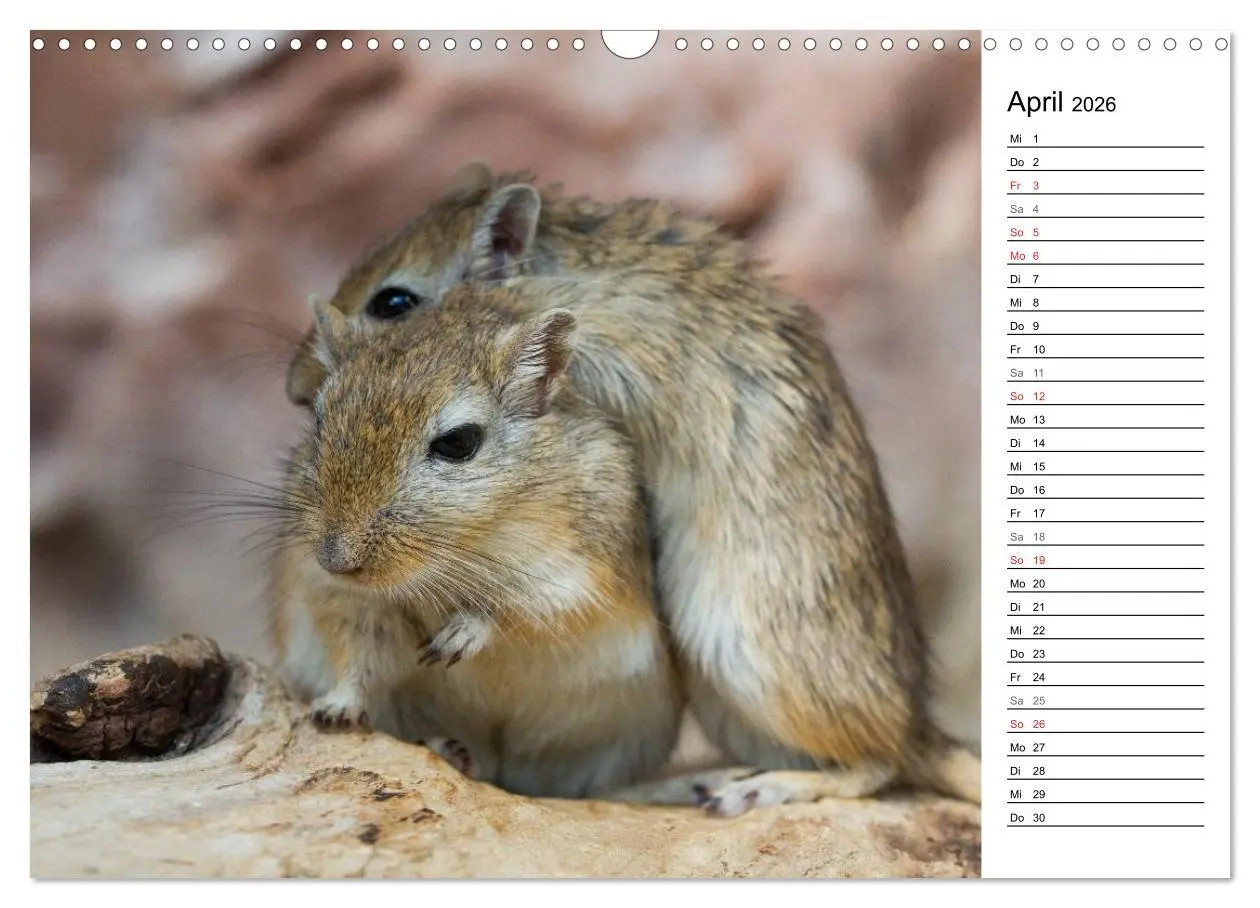 Bild: 9783516010671 | Mausebande (Wandkalender 2026 DIN A3 quer), CALVENDO Monatskalender