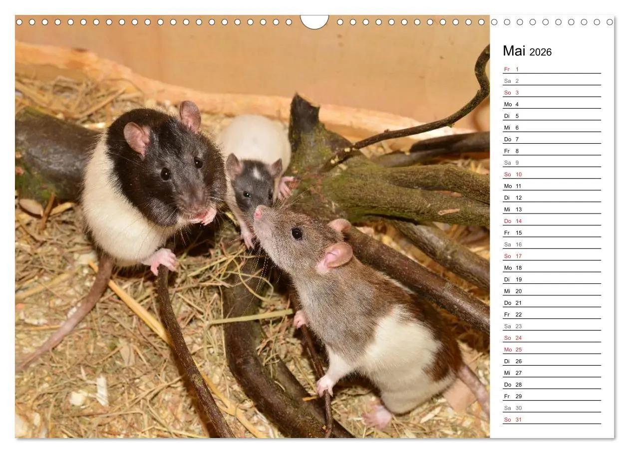 Bild: 9783516010671 | Mausebande (Wandkalender 2026 DIN A3 quer), CALVENDO Monatskalender