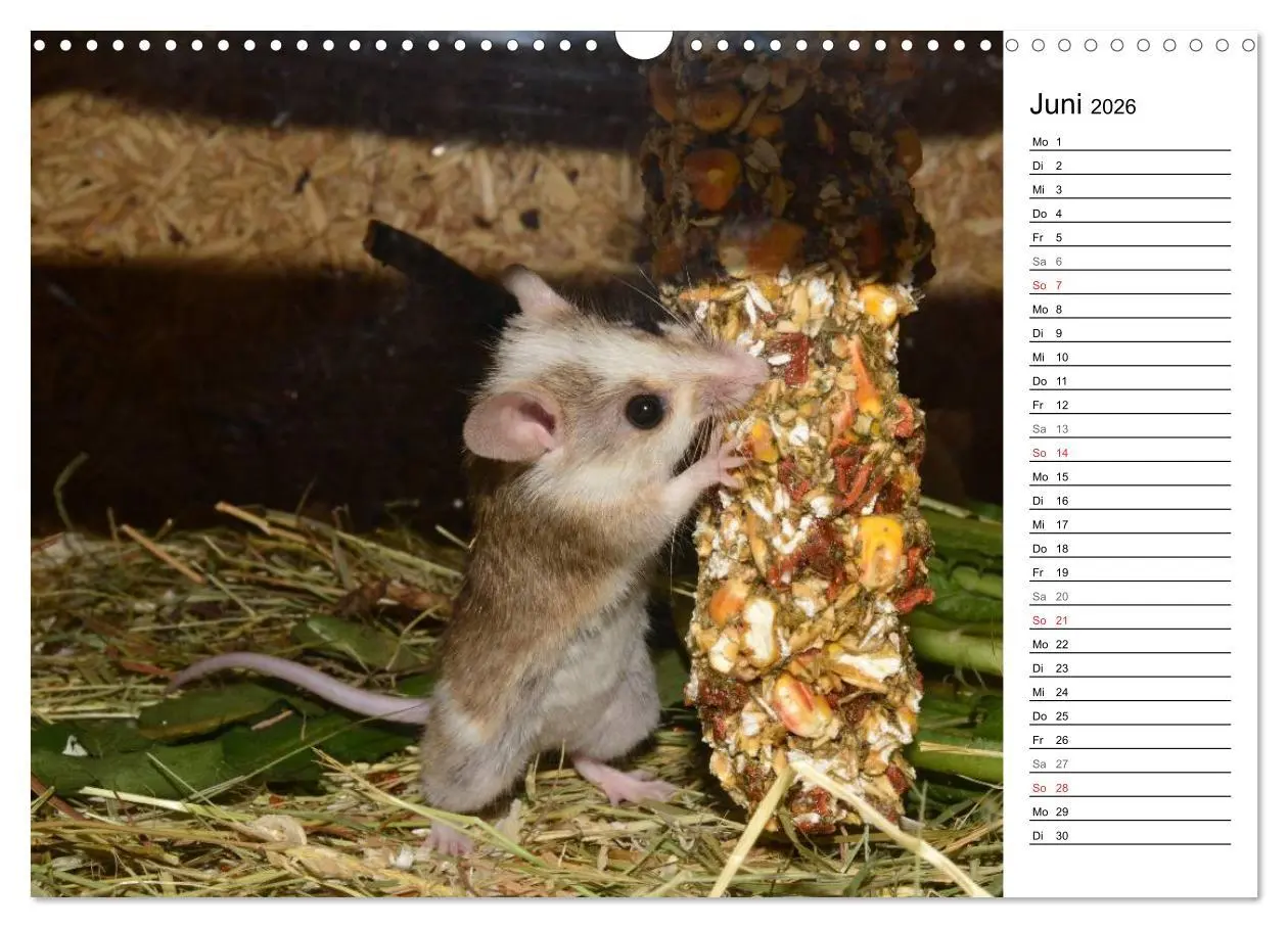 Bild: 9783516010671 | Mausebande (Wandkalender 2026 DIN A3 quer), CALVENDO Monatskalender