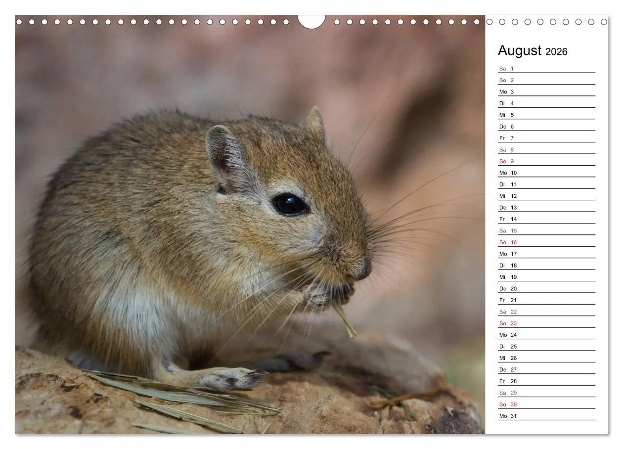 Bild: 9783516010671 | Mausebande (Wandkalender 2026 DIN A3 quer), CALVENDO Monatskalender