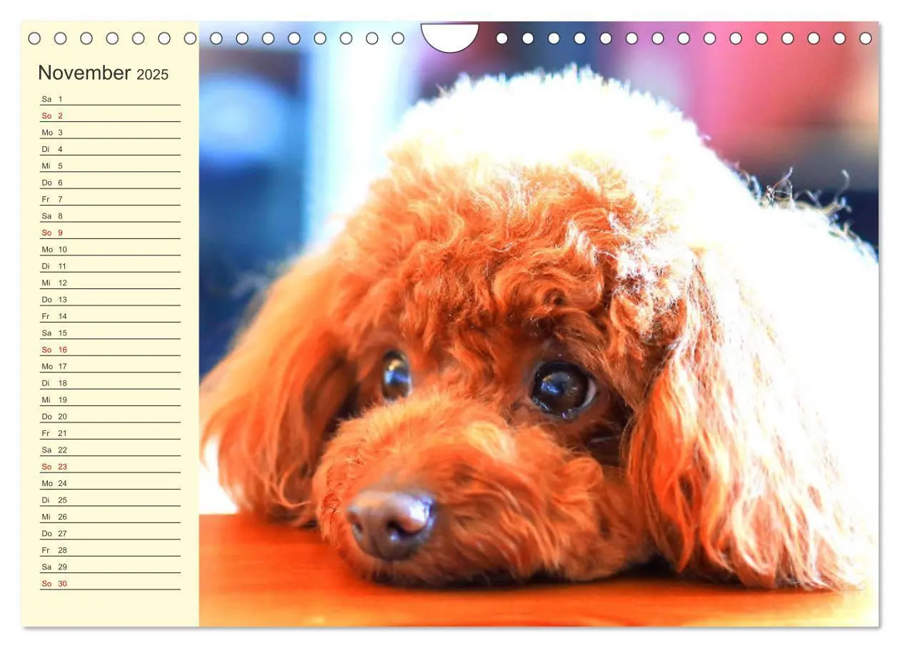 Bild: 9783435050871 | Pudel. Lustige Allrounder im Wollfell (Wandkalender 2025 DIN A4...