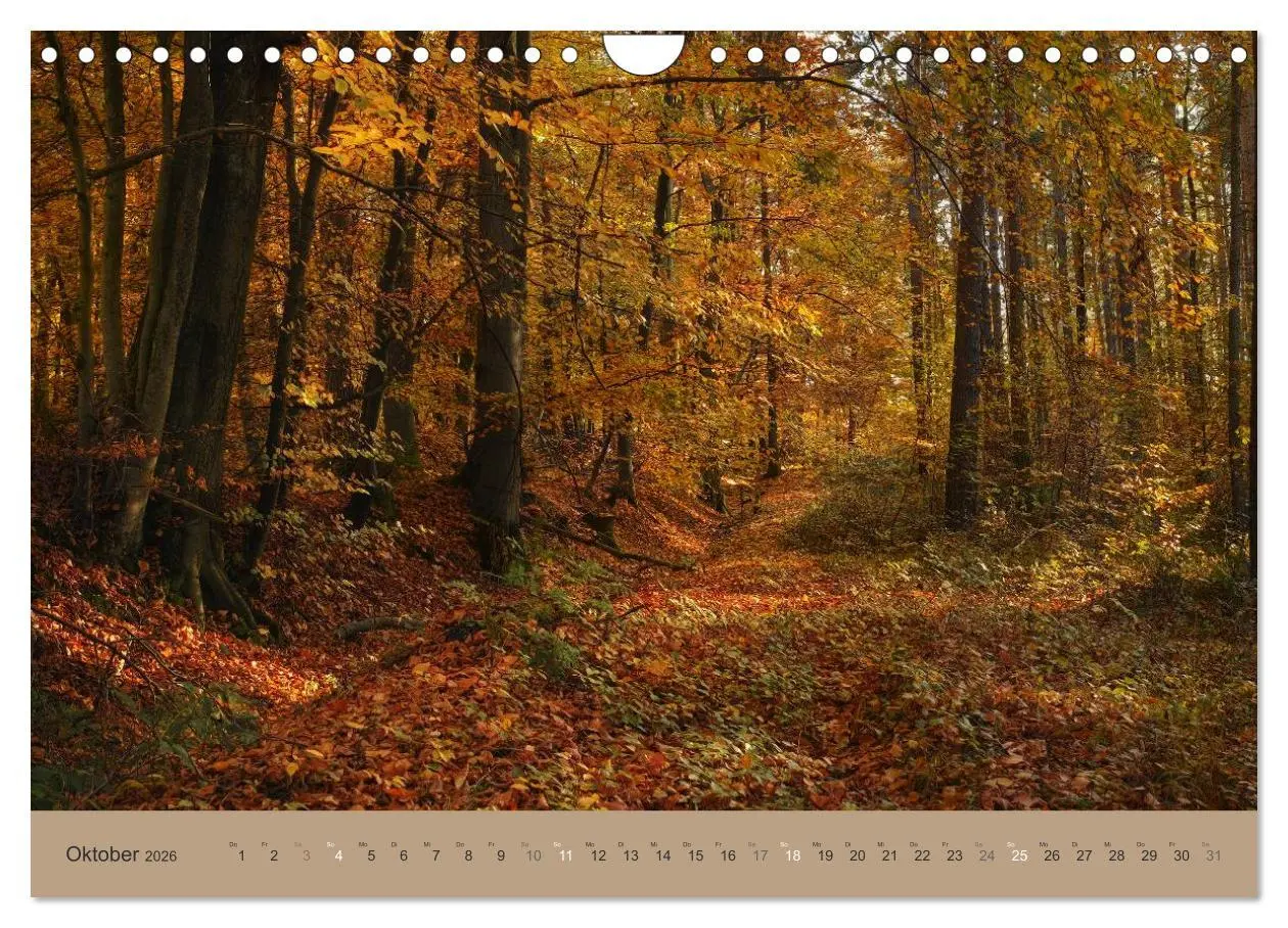 Bild: 9783516160871 | Unser Wald - Magische Sichten in norddeutsche Wälder (Wandkalender...
